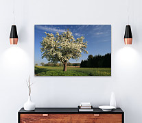 Obraz Jar na strome 1770